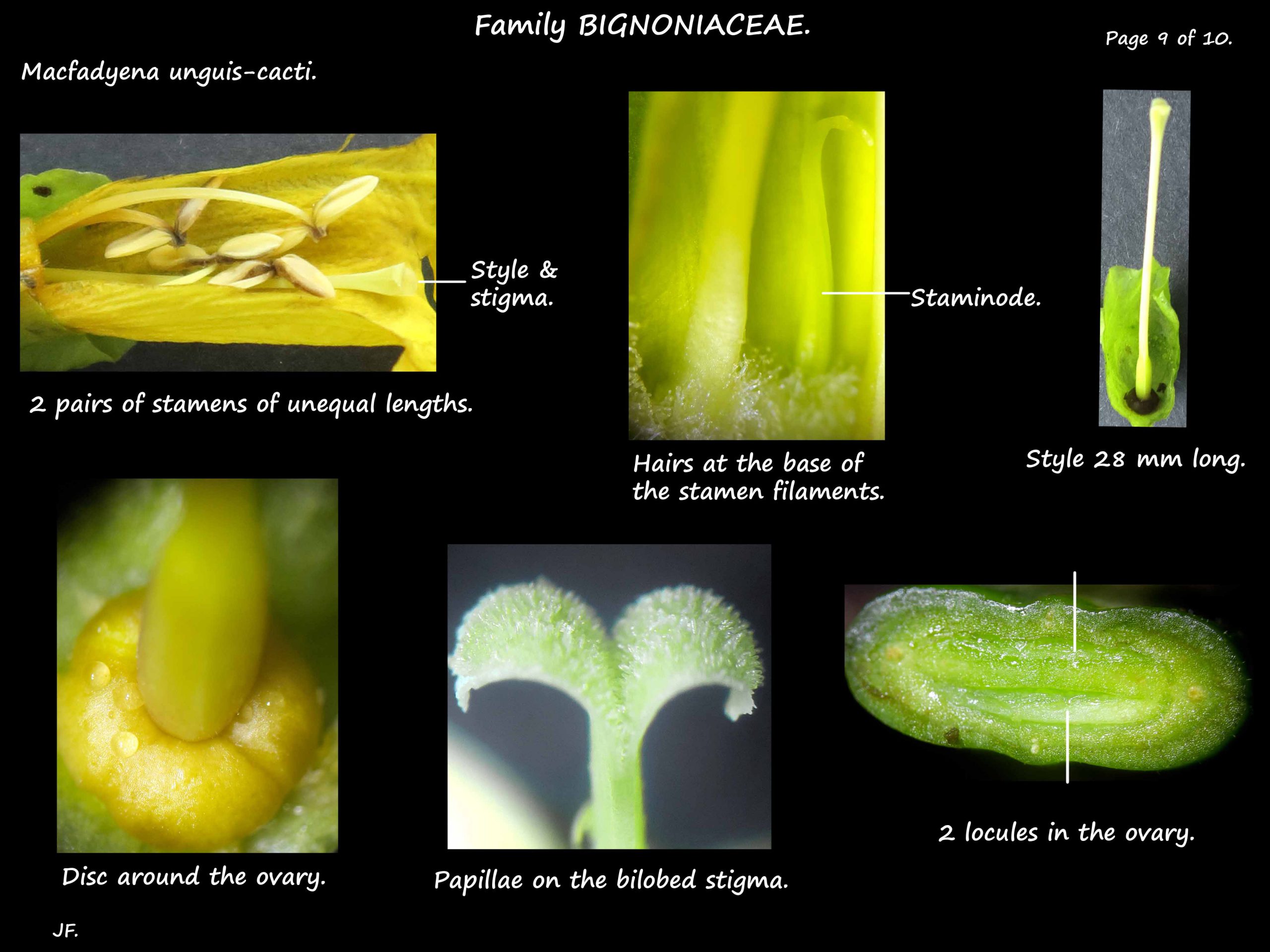 9  Macfadyena stamens & carpel